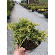 Ялівець середній / пфітцеріана Олд Голд С3